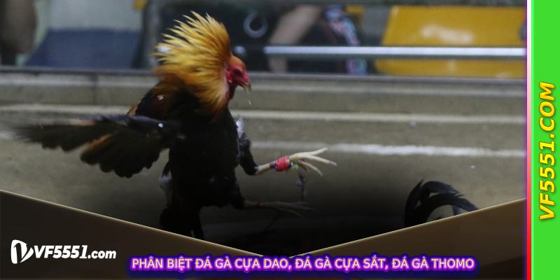 Phân biệt đá gà cựa dao, đá gà cựa sắt, đá gà Thomo